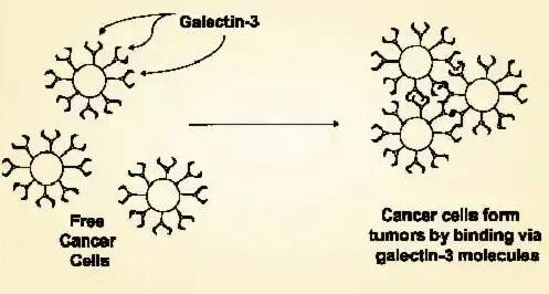 MCP can limit cancer cells